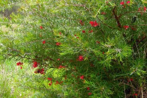 Flowering red grevillea.