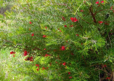 Flowering red grevillea.