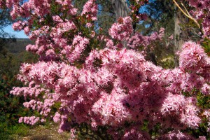 Glorious pink blooms.