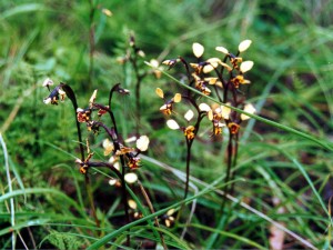 Native orchids.