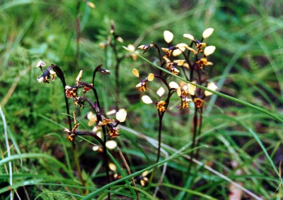 Native orchids.
