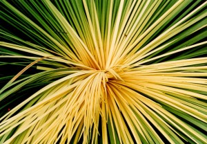 Yacca plant.