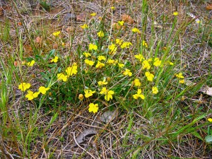 Yellow wildflowers.